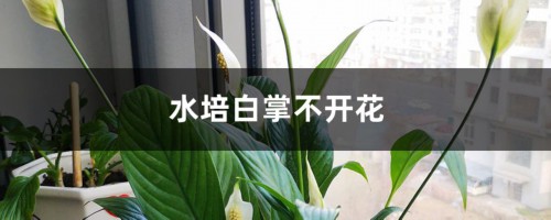 水培白掌不开花怎么办