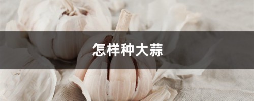 怎样种大蒜，种大蒜用什么肥料好