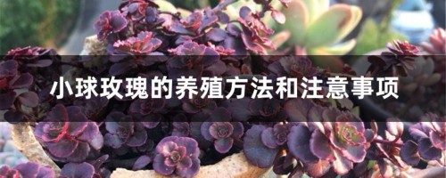 小球玫瑰的养殖方法和注意事项