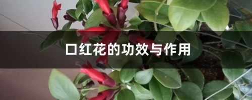 口红花的功效与作用