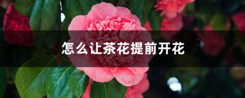 怎么让茶花提前开花，怎么延长花期