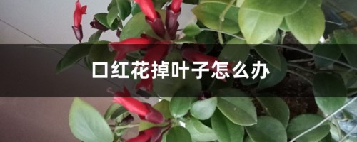 口红花掉叶子怎么办