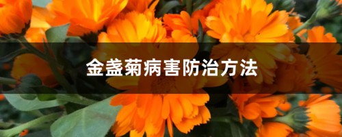 金盏菊病害防治方法