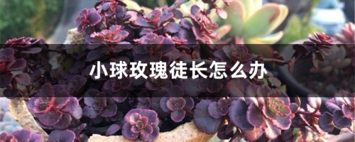 小球玫瑰徒长怎么办