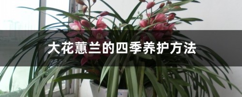 大花蕙兰的四季养护方法