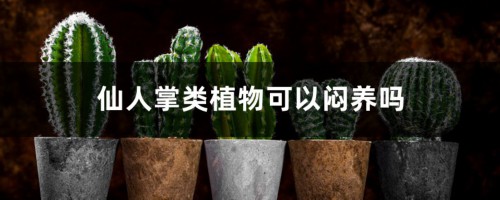 仙人掌类植物可以闷养吗