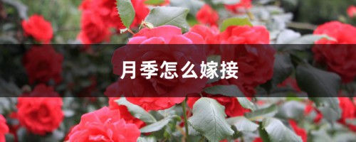 月季怎么嫁接